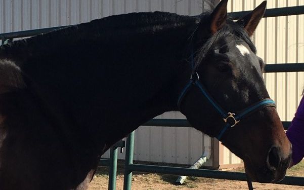 Natural Feed Nutrients for Your Horse