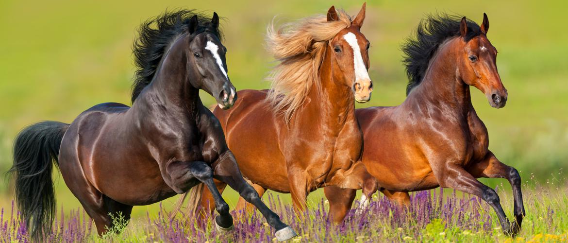 Focus PRO will Have Your Horse Stress Less and Focus More, Electro will improve your horse's performance and recover after stress, Topical Attack will cure your horse's bacterial, fungal and infections