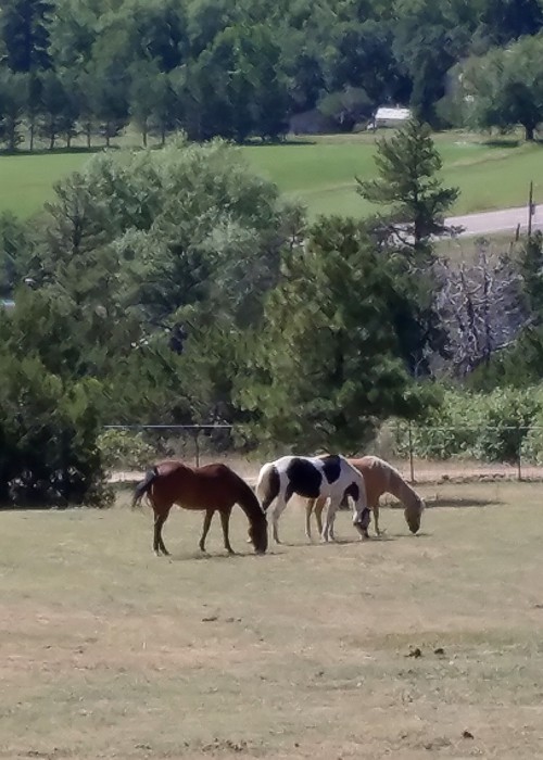 Natural Feed Nutrients for Your Horse