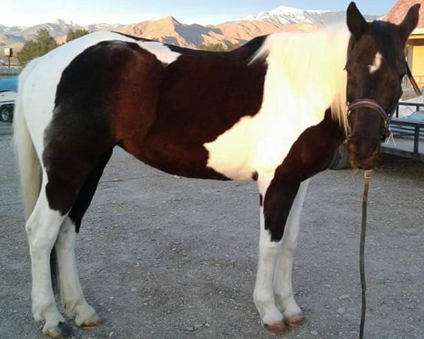 Natural Feed Nutrients for Your Horse