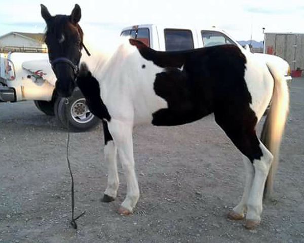 Natural Feed Nutrients for Your Horse