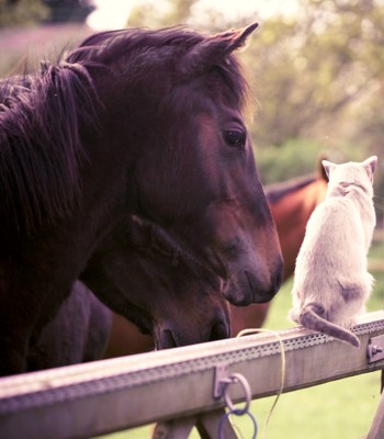 Help Your Horse Improve Performance & Recover After Stress