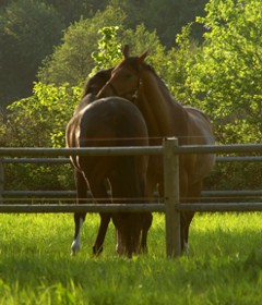 Balancing Hormones & Preventing Ulcers