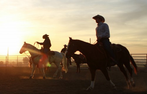 Horse Joints, Cartilage, Ligaments, Tendons and Synovial Fluids