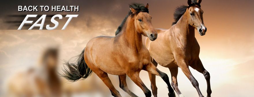 Colic PRO - Help Your Horse Recover from Colic