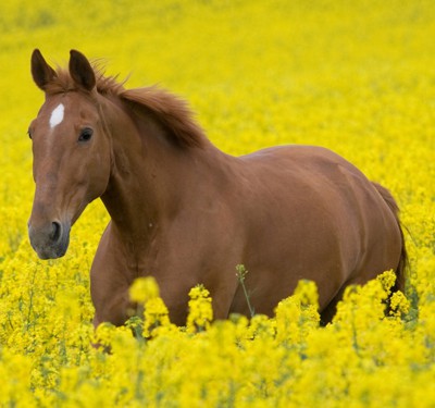For Equine Bone Injuries, Wounds and Soft Tissue Repairs