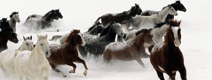 Help Your Horse Improve Performance & Recover After Stress