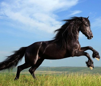 Help Your Horse Improve Performance & Recover After Stress