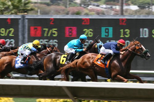 Equine Science Solutions