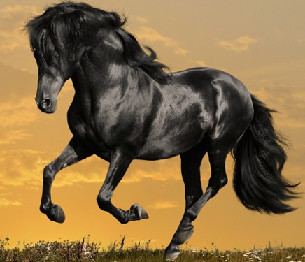 Resolves Laminitis (Founder), Cushings and Sore Feet