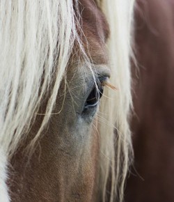 Ulcer and Stomach Problems in Horses