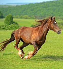 Protect Your Horse Against Reoccurring Joint Issues