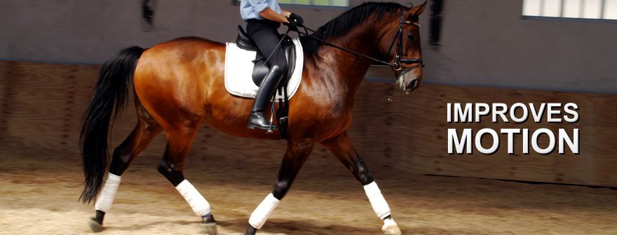 Horse Joints, Cartilage, Ligaments, Tendons and Synovial Fluids