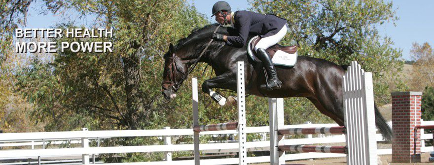 Protect Your Horse Against Reoccurring Ulcers