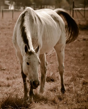 Resolves Laminitis (Founder), Cushings and Sore Feet