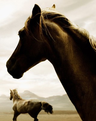 For Equine Bone Injuries, Wounds and Soft Tissue Repairs