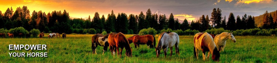 Equine Science Solutions