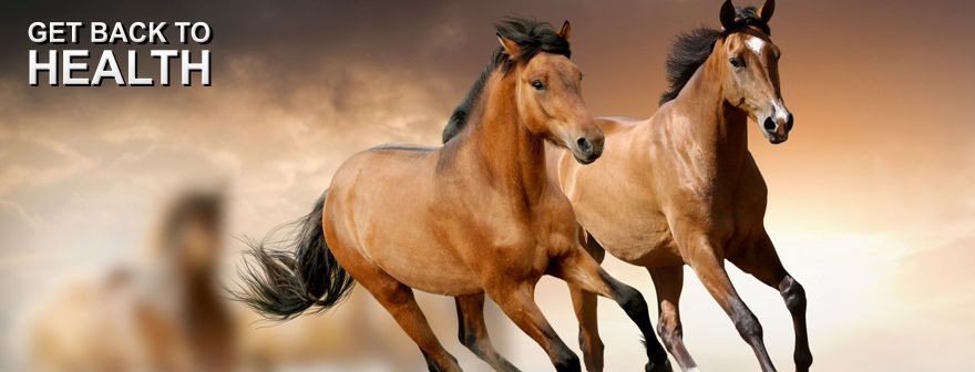 Resolves Laminitis (Founder), Cushings and Sore Feet