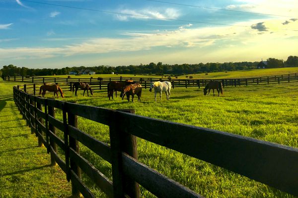 Natural Feed Nutrients for Your Horse