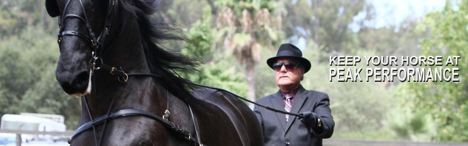 Increase Your Horse's Muscle Mass, Health and Performance, Prevent Re-Occurrence of Ulcers and Laminitis in Horses, Prevent Joint Damage and Arthritic Changes in horses