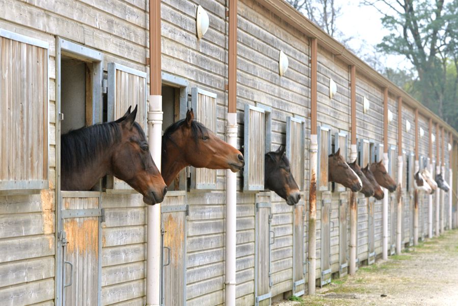 Natural Feed Nutrients for Your Horse