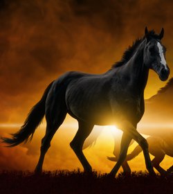 Nutritional Support for Cushings